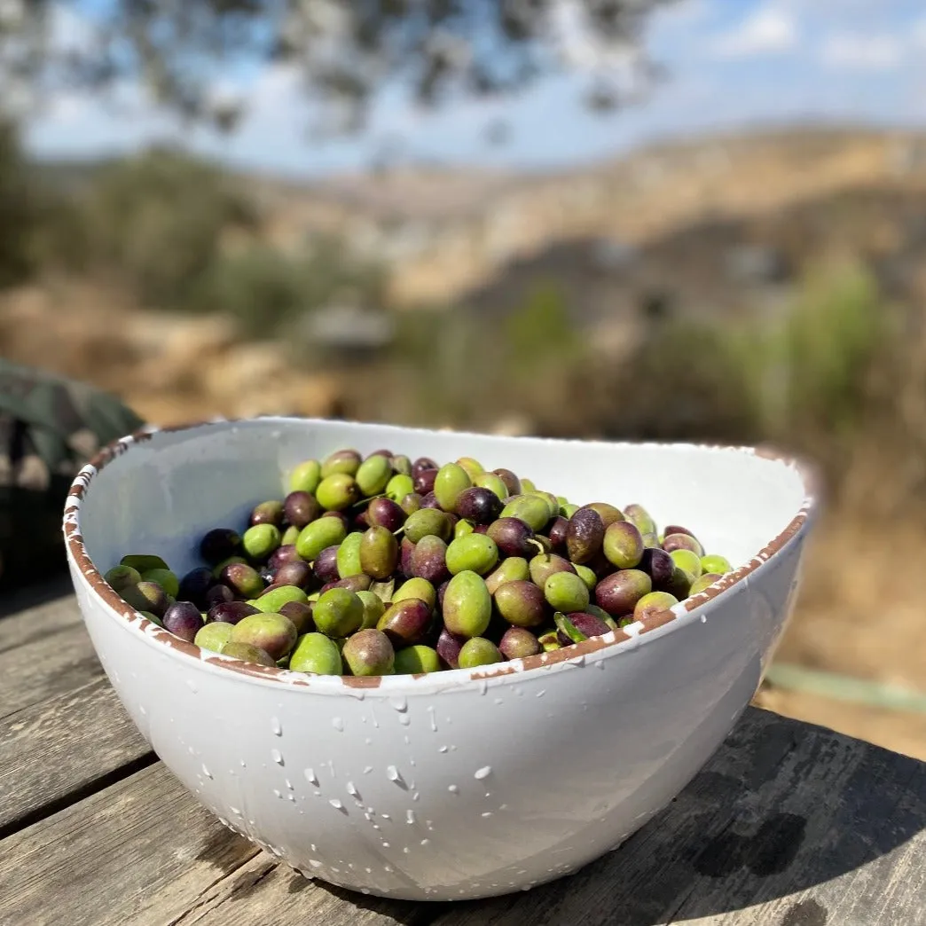 Adopt an Olive Tree in Palestine