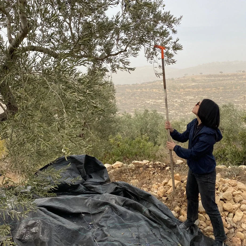 Adopt an Olive Tree in Palestine