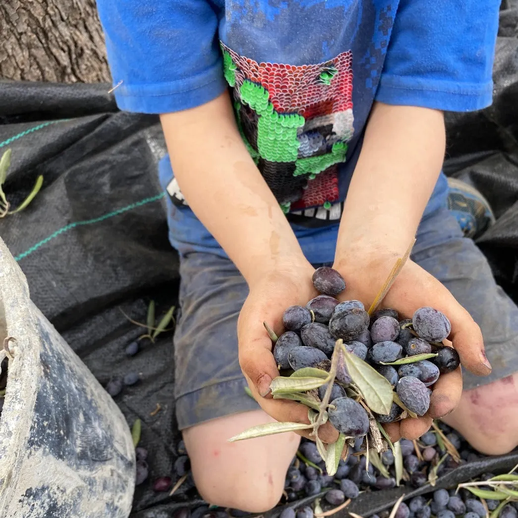 Adopt an Olive Tree in Palestine