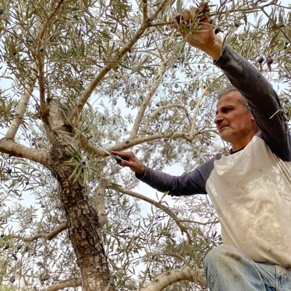 Adopt an Olive Tree in Palestine