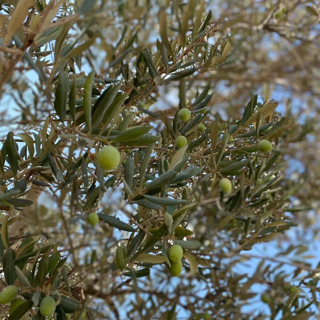 Adopt an Olive Tree in Palestine